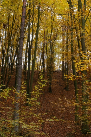 IMGP0532